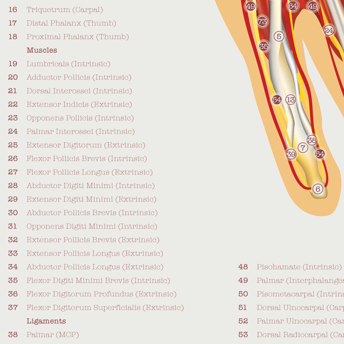 Set de Anatomía de Pie, Rodilla y Mano