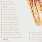 Foot, Knee and Hand Anatomy Set