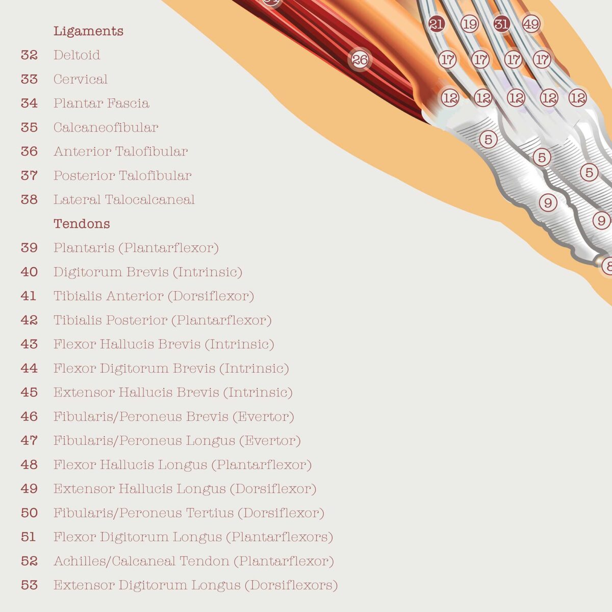 Set de Anatomía de Pie, Rodilla y Mano