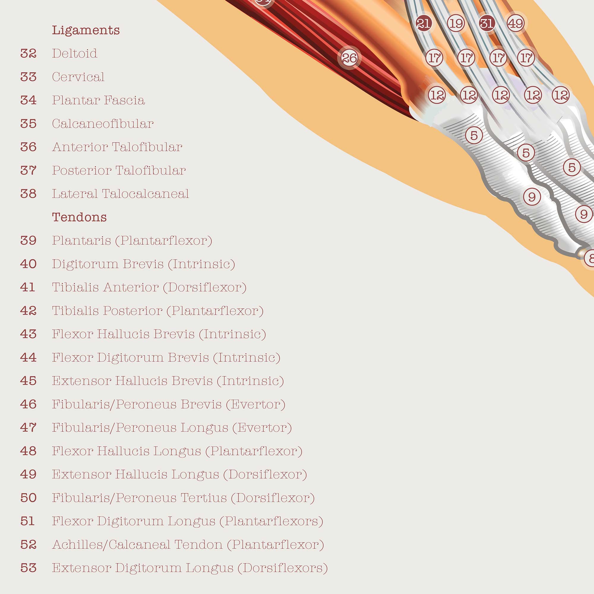 Foot, Knee and Hand Anatomy Set