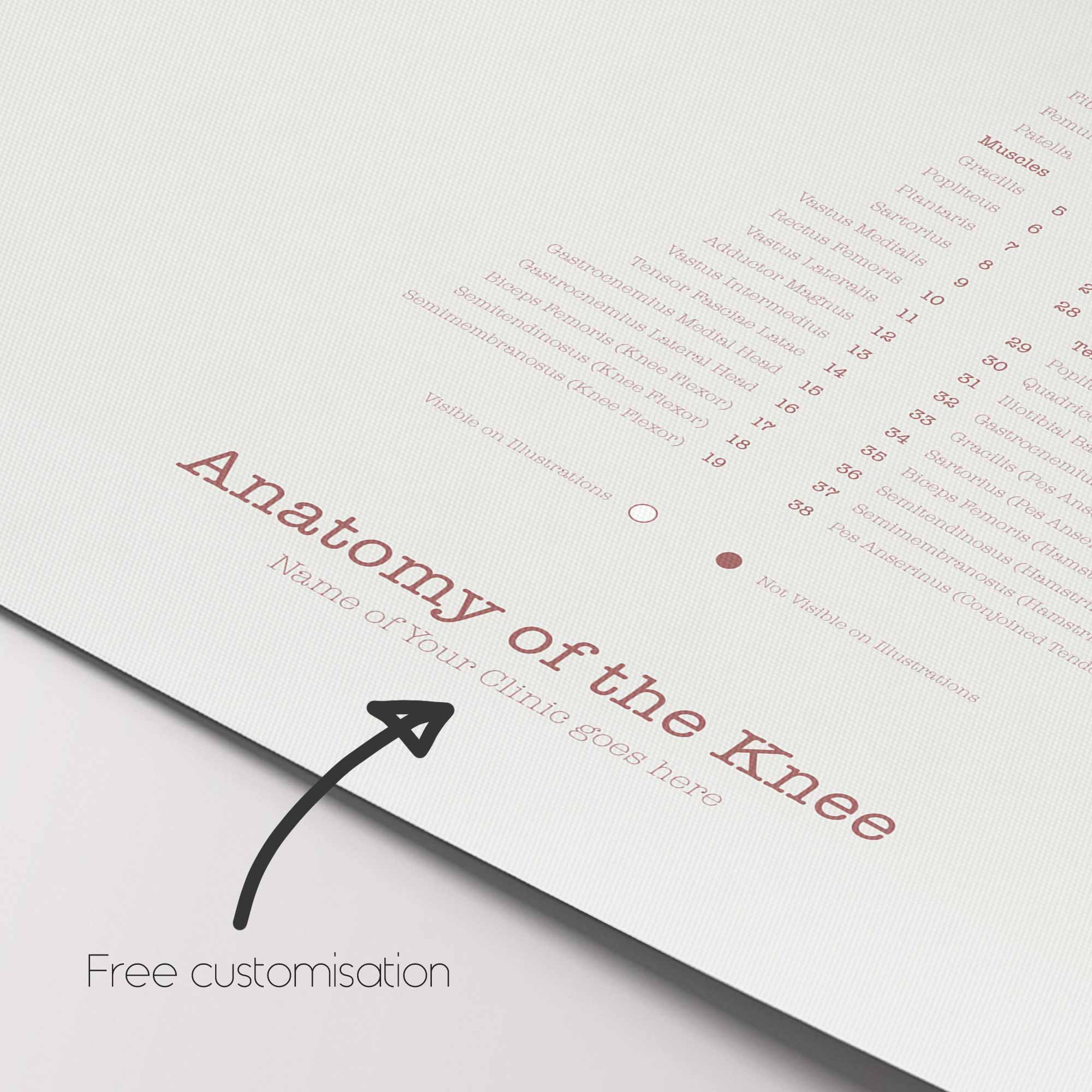 Foot, Knee and Hand Anatomy Set