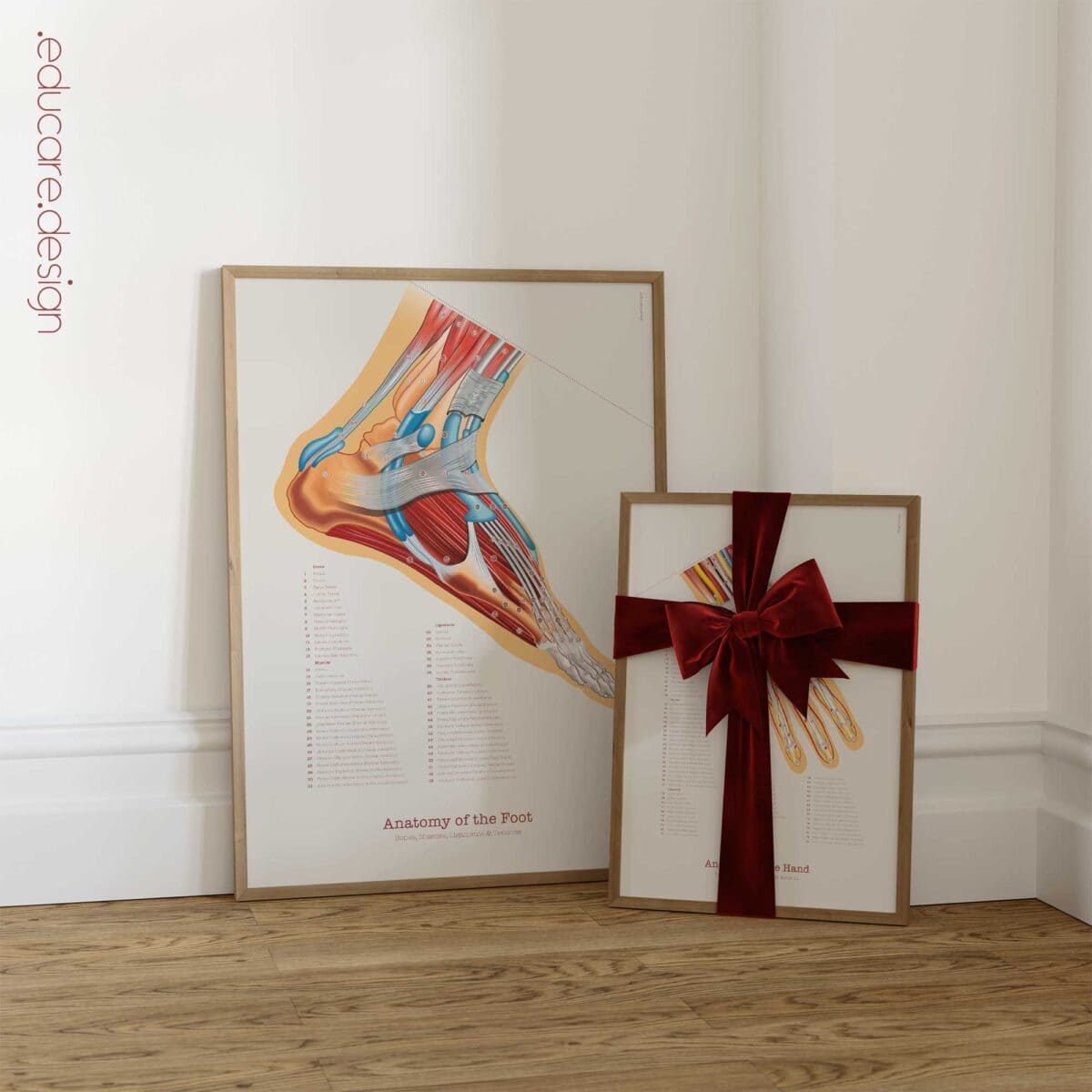 Set de Anatomía de Pie, Rodilla y Mano