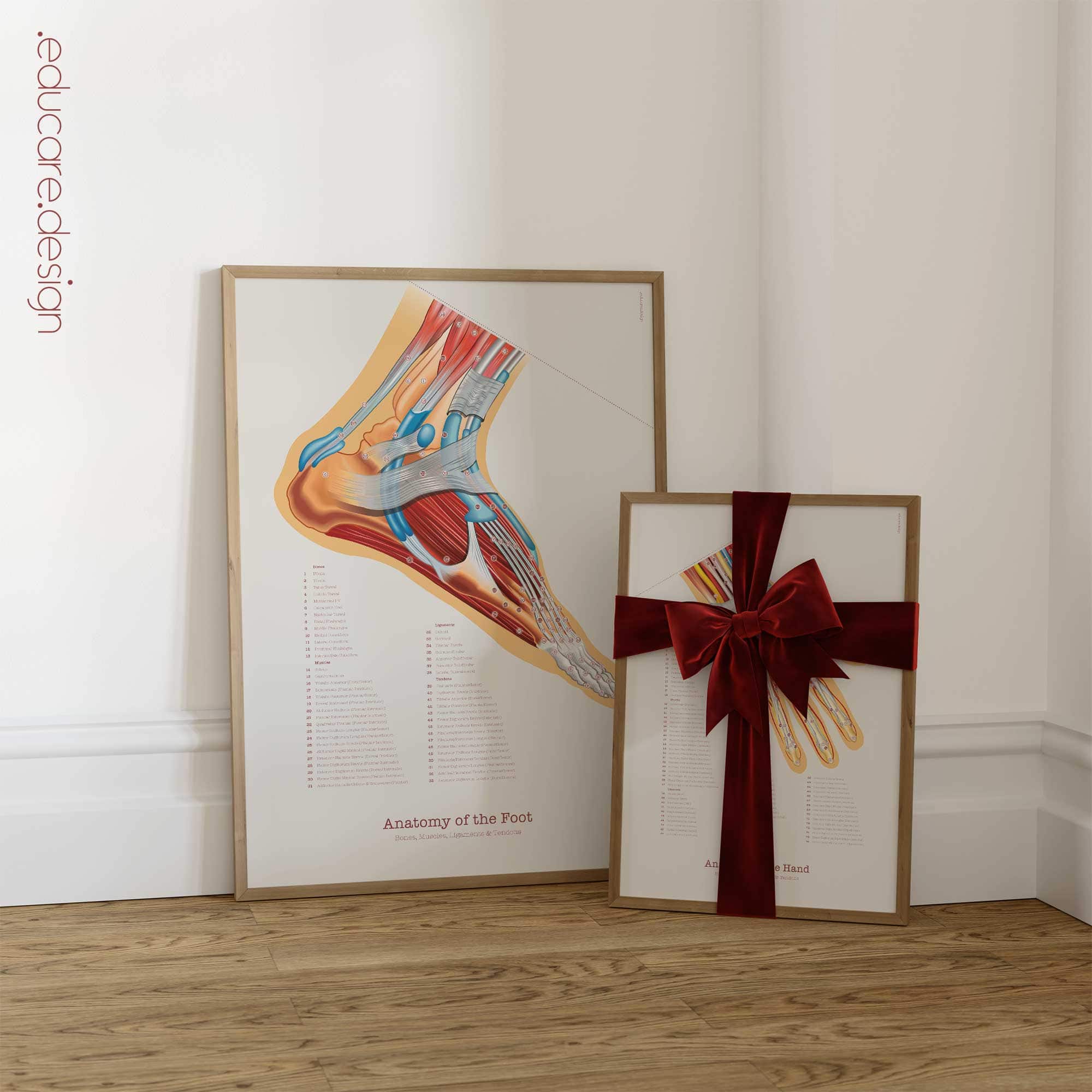 Foot, Knee and Hand Anatomy Set