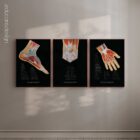Foot Knee and Hand Set Anatomy, Black Edition