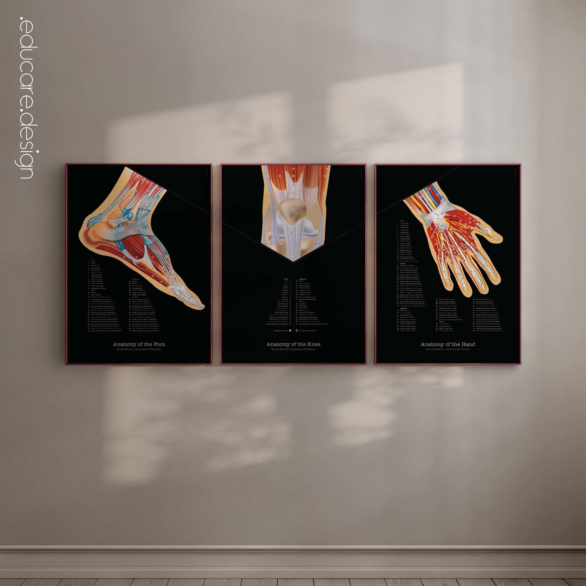 Foot Knee and Hand Set Anatomy, Black Edition