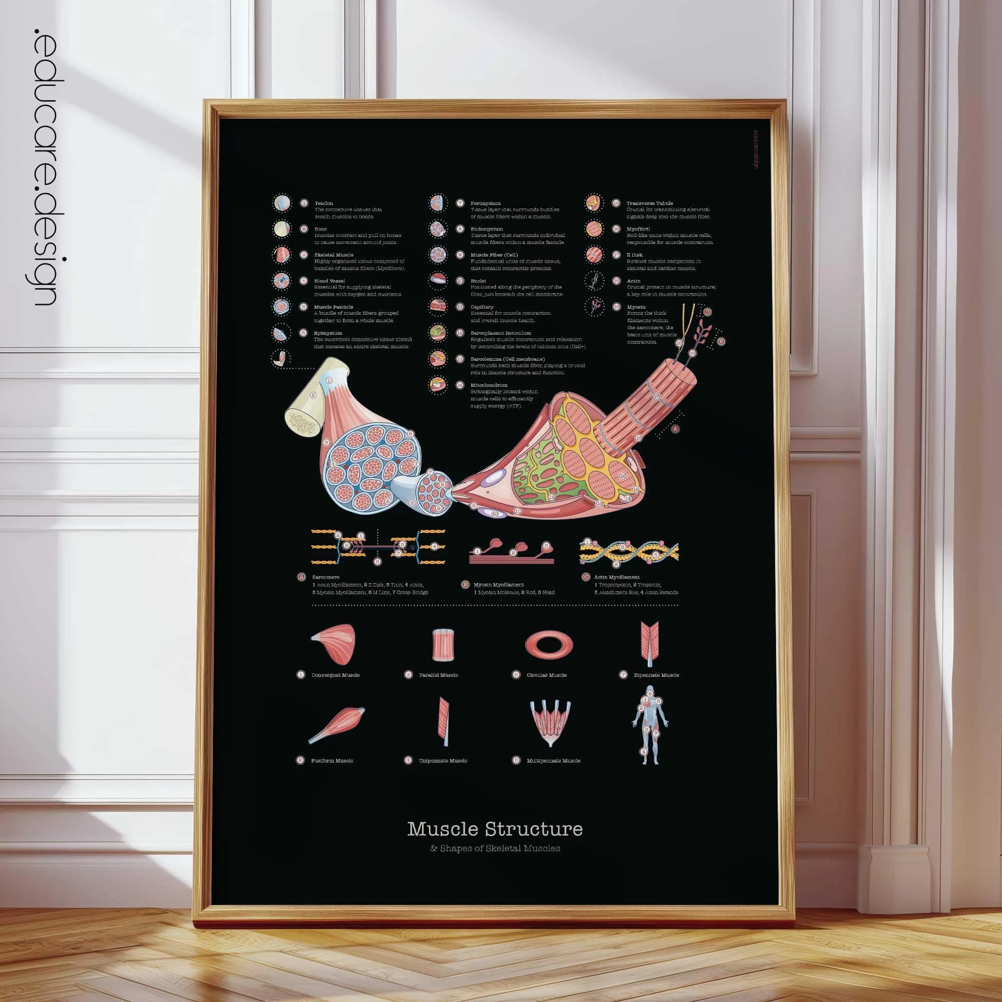 Muscle Structure and Shapes of Skeletal Muscles Anatomy Chart, Black Edition