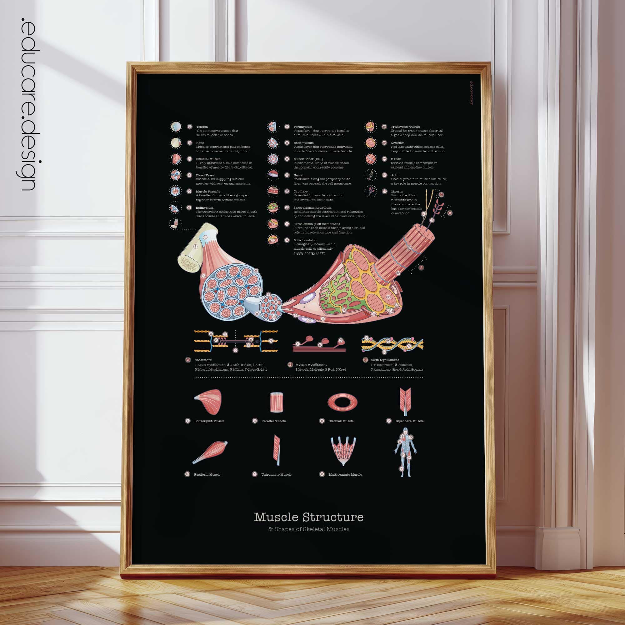 Muscle Structure and Shapes of Skeletal Muscles Anatomy Chart, Black Edition