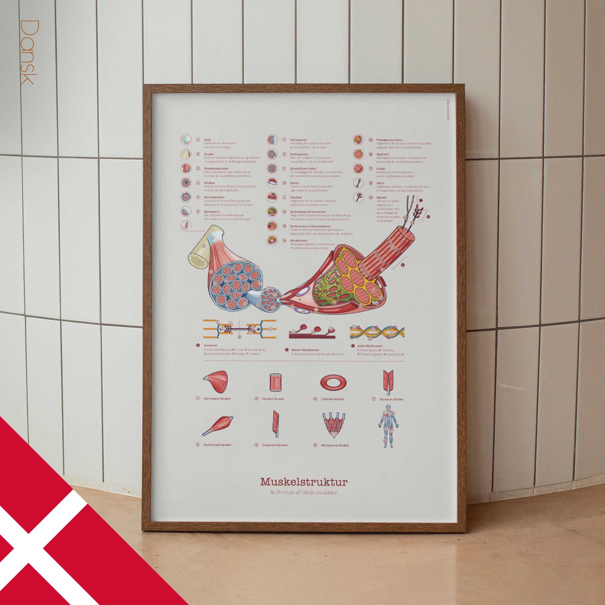 Muscle Structure and Shapes of Skeletal Muscles