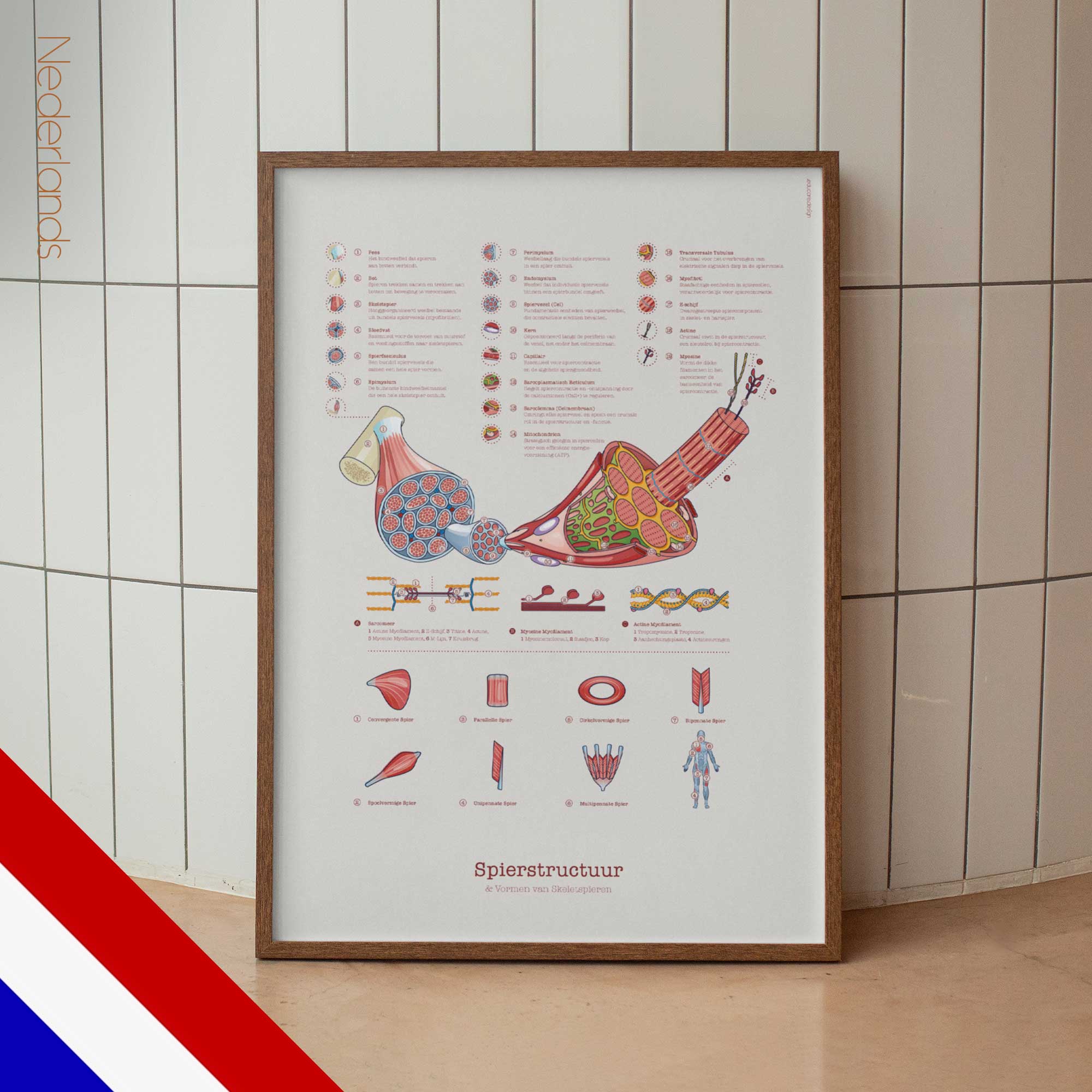 Muscle Structure and Shapes of Skeletal Muscles
