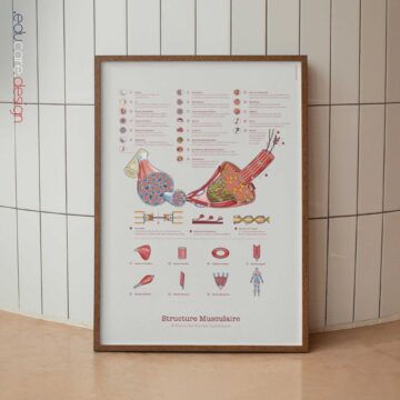 Structure Musculaire et Formes des Muscles Squelettiques