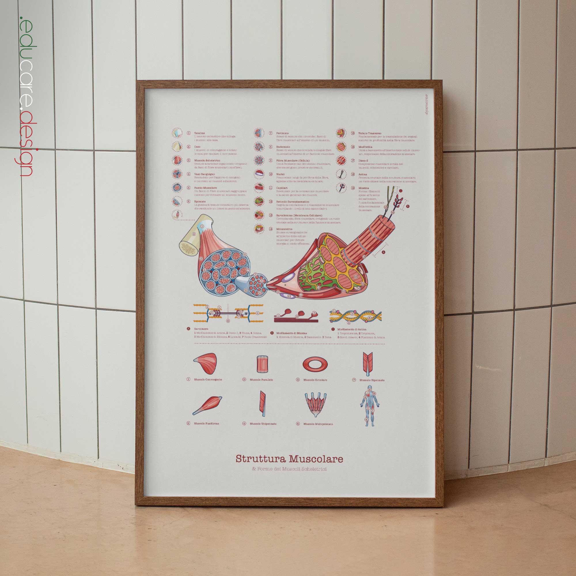 Muscle Structure and Shapes of Skeletal Muscles