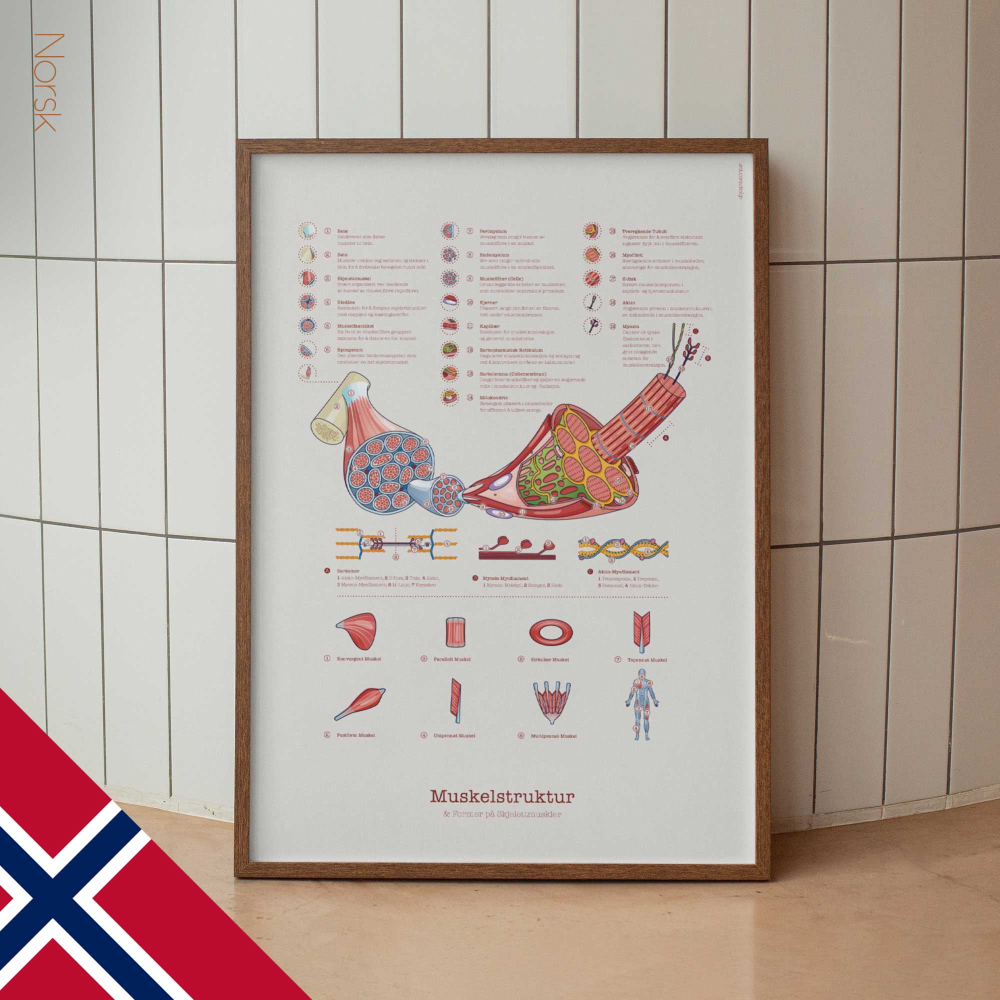 Muscle Structure and Shapes of Skeletal Muscles
