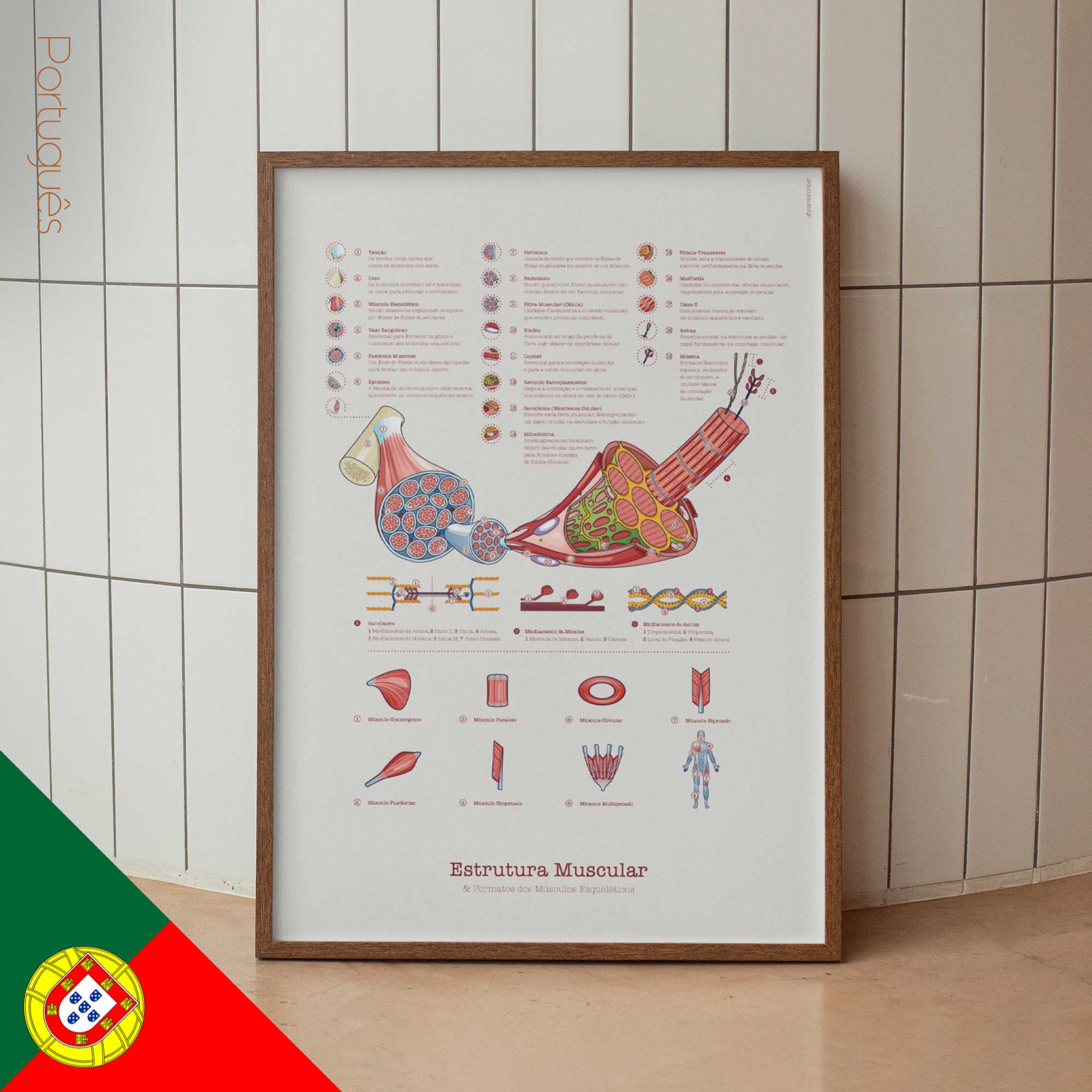 Muscle Structure and Shapes of Skeletal Muscles