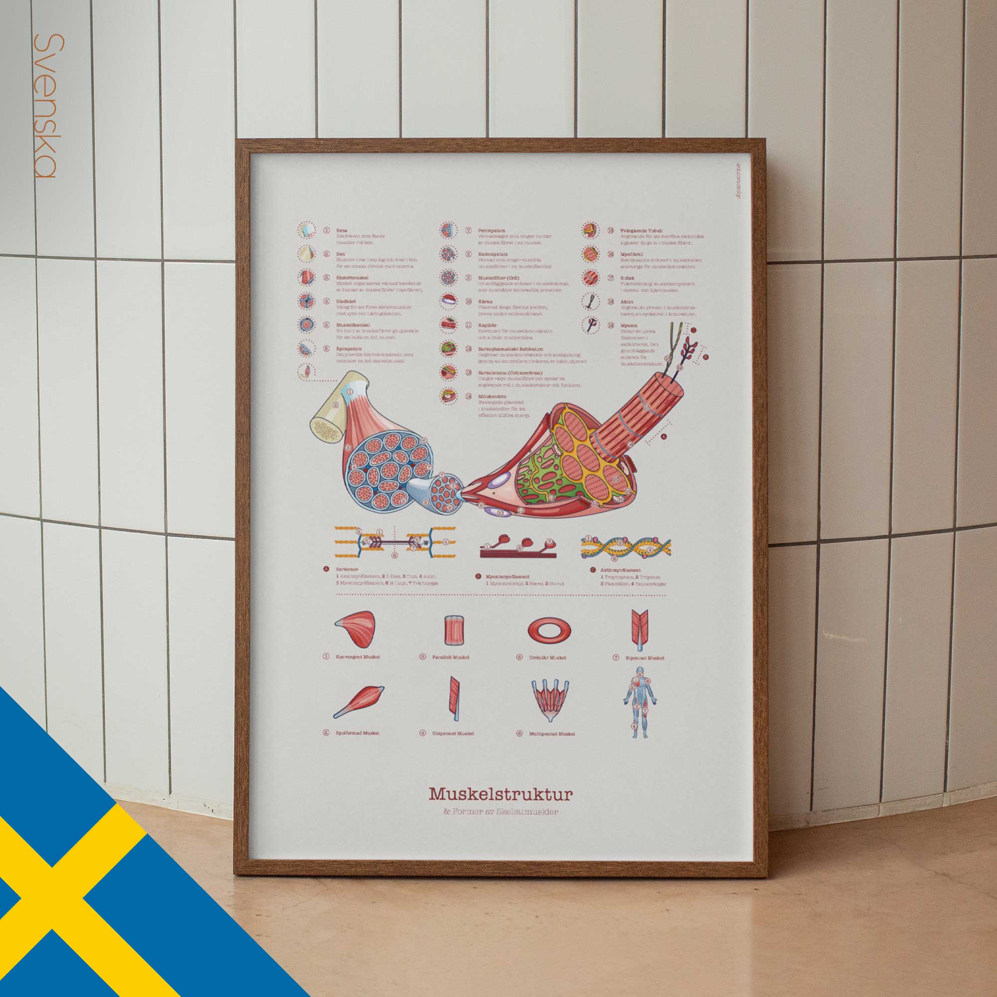 Muscle Structure and Shapes of Skeletal Muscles