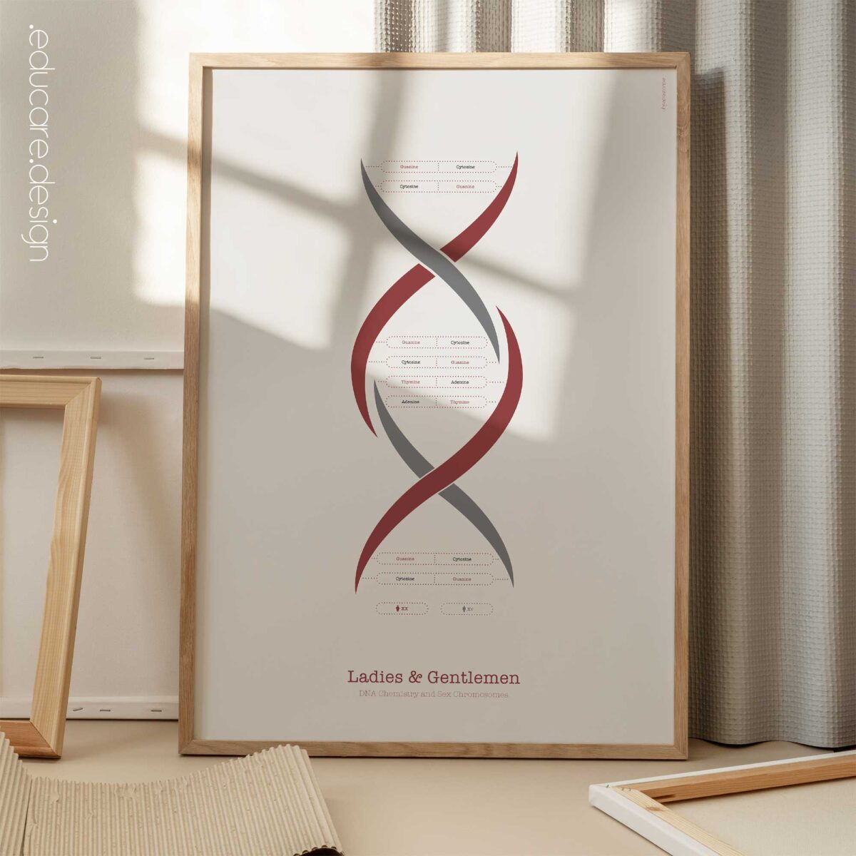 DNA Chemistry & Sex Chromosomes Poster