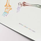 After physiotherapy... Artwork for physiotherapists from www.educare.design