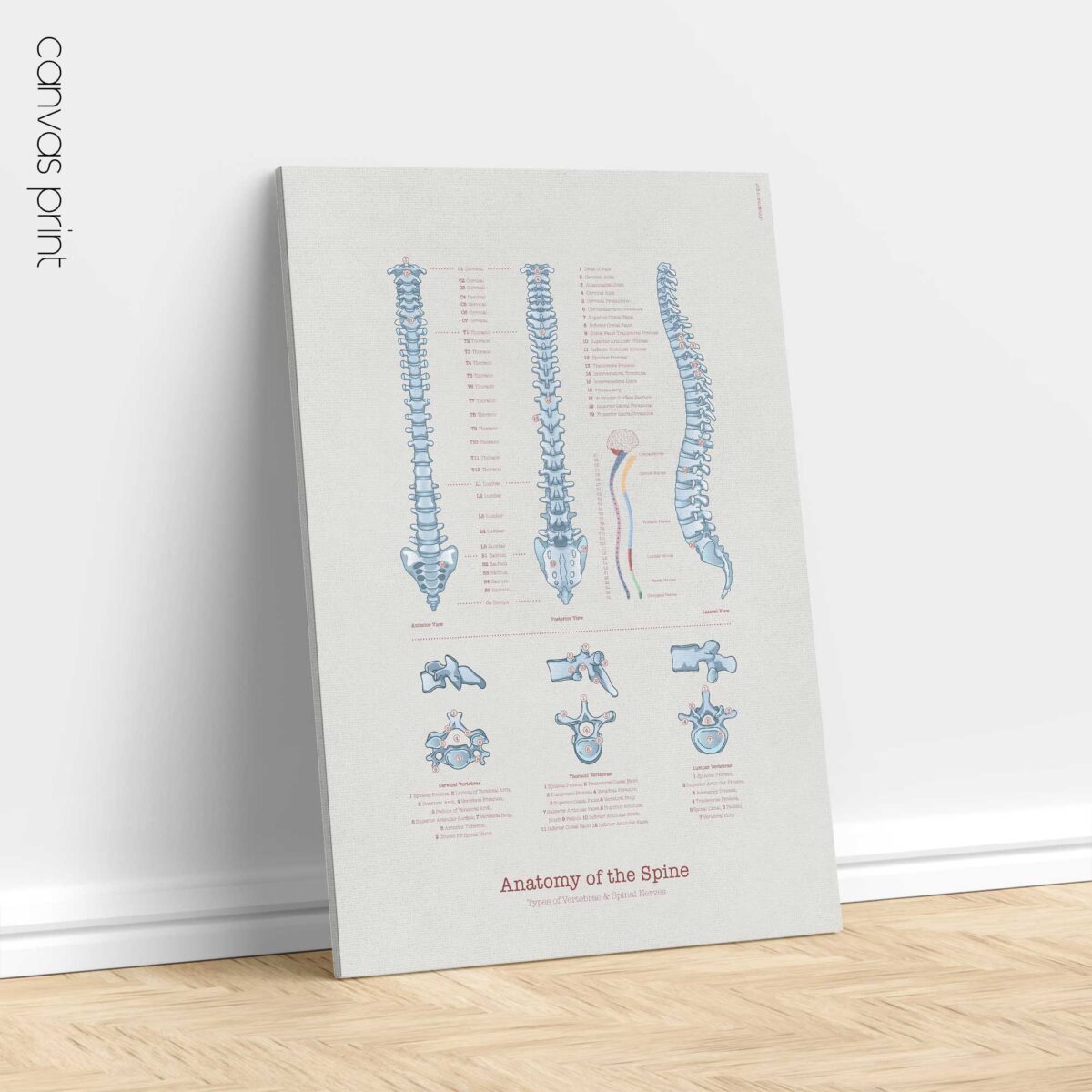 Anatomy of the spine with types of vertebrae and spinal nerves