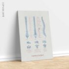 Anatomy of the Spine anatomy chart for clinics Anatomy of the Spine anatomy chart for clinics