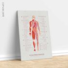 Chronic Fatigue Sindrome chart with Diagnostic Check, Common Symptoms & Risk Factors