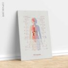 Fibromyalgia with Hormonal and Nervous System Connections anatomy chart for clinics Fibromyalgia with Hormonal and Nervous System Connections anatomy chart for clinics