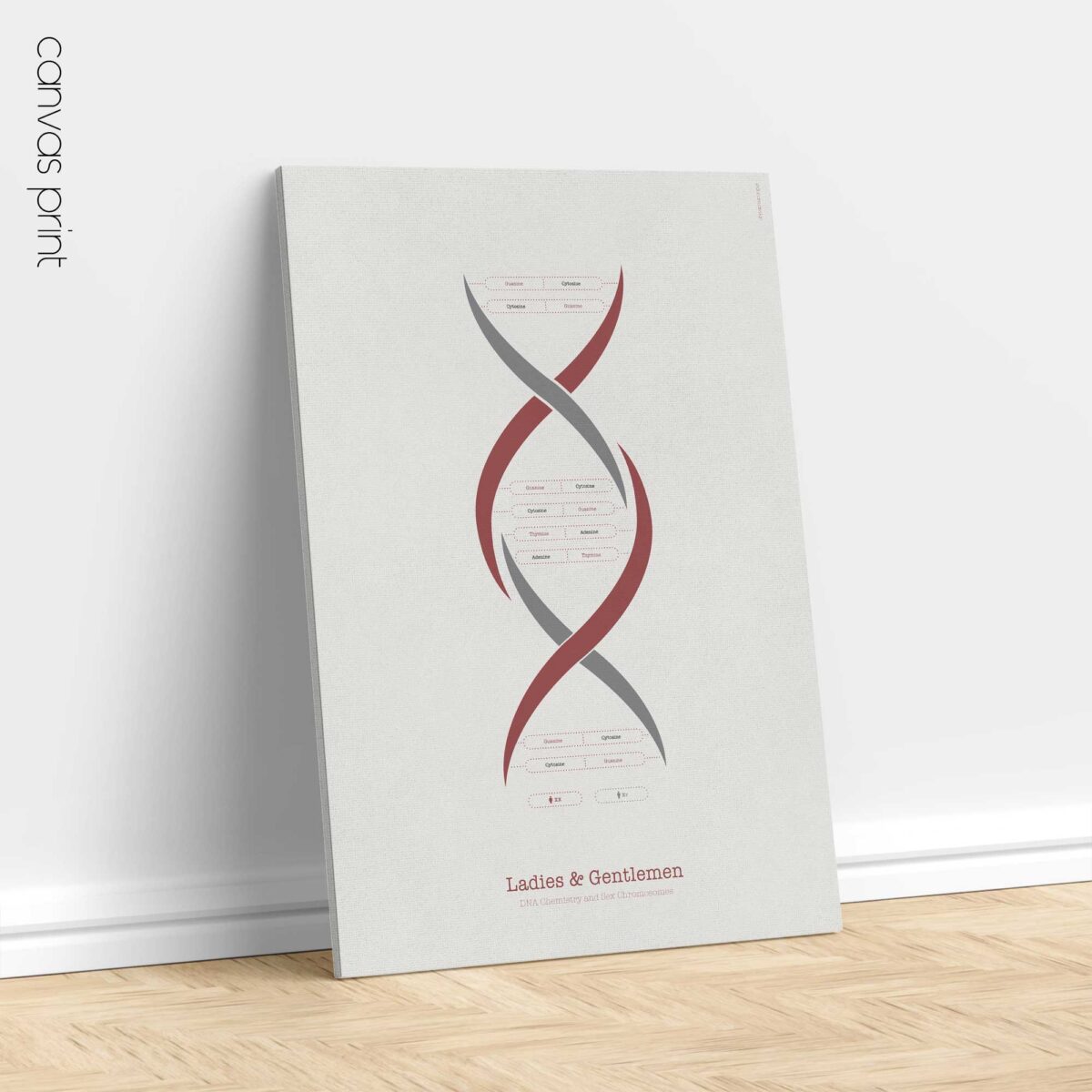 DNA Chemistry & Sex Chromosomes Poster