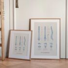 Anatomy of the Spine anatomy chart for clinics Anatomy of the Spine anatomy chart for clinics