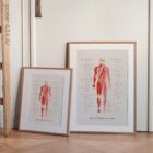 Chronic Fatigue Sindrome chart with Diagnostic Check, Common Symptoms & Risk Factors