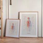 Fibromyalgia with Hormonal and Nervous System Connections anatomy chart for clinics Fibromyalgia with Hormonal and Nervous System Connections anatomy chart for clinics