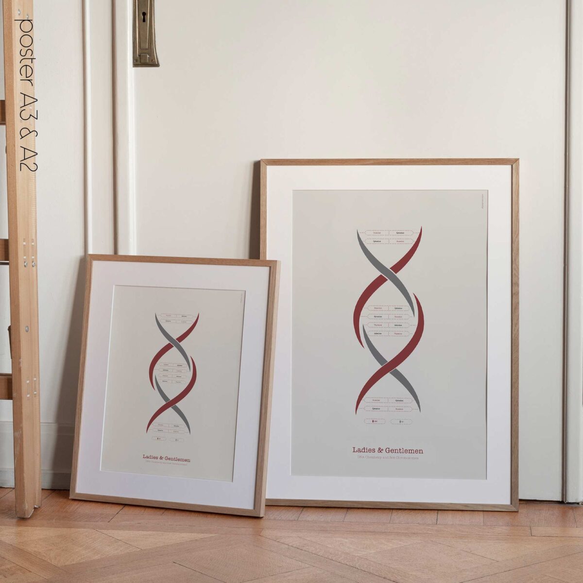 DNA Chemistry & Sex Chromosomes Poster