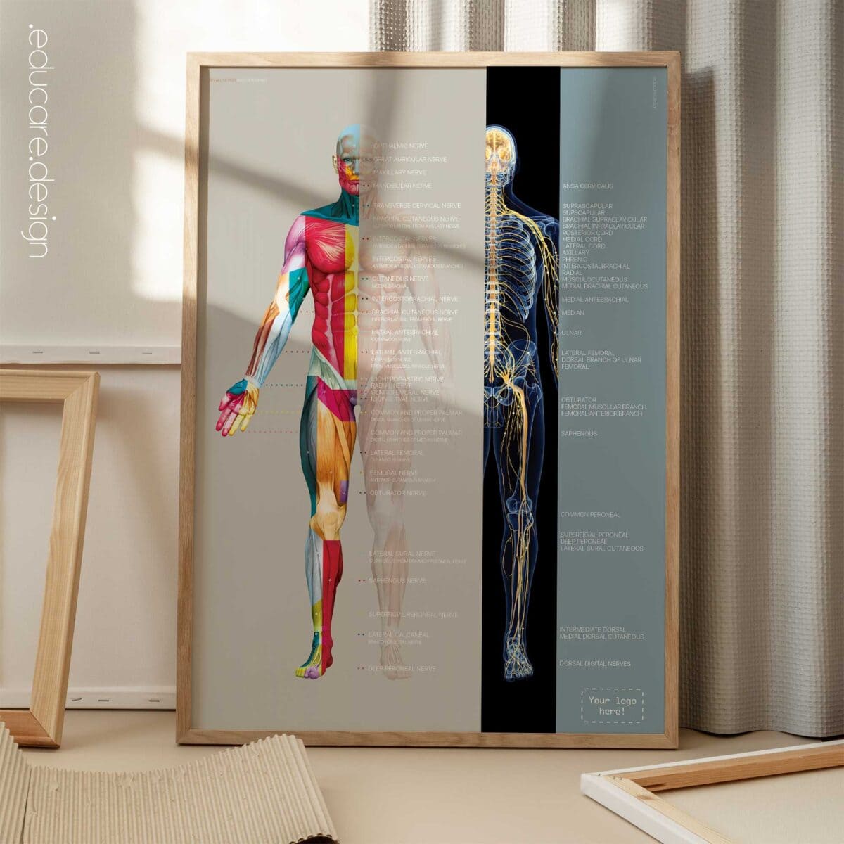Spinal Nerves Chart