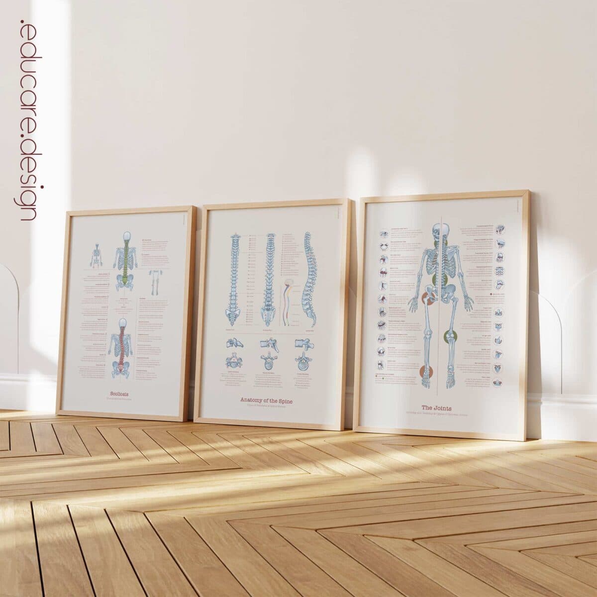 Anatomy of the spine with types of vertebrae and spinal nerves