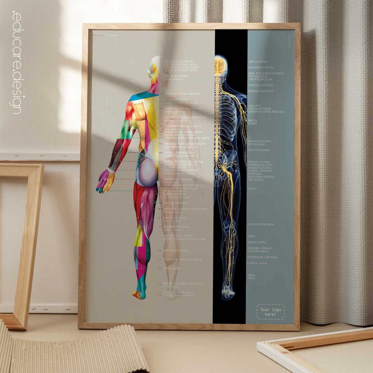 Spinal Nerves Chart