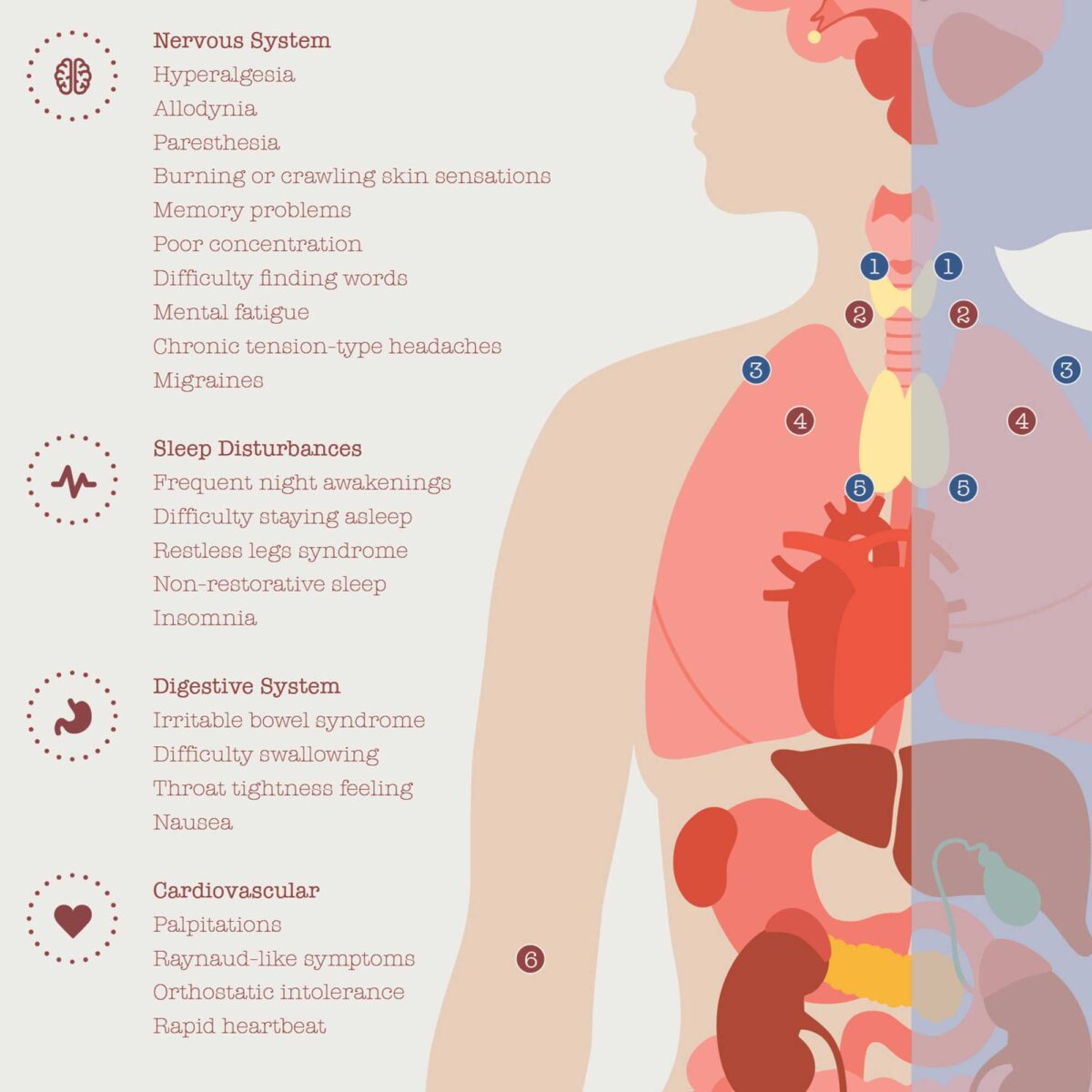 Fibromyalgie avec Connexions Hormonales et Nerveuses
