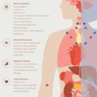 Fibromyalgia with Hormonal and Nervous System Connections anatomy chart for clinics Fibromyalgia with Hormonal and Nervous System Connections anatomy chart for clinics
