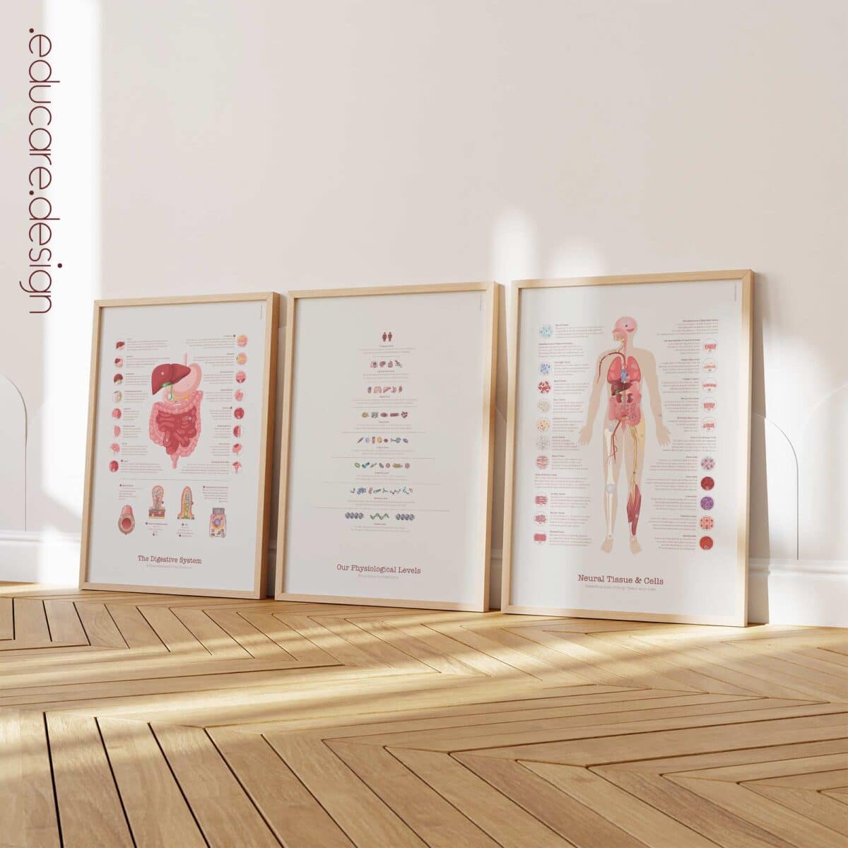 Tableaux d'anatomie sur www.educare.design