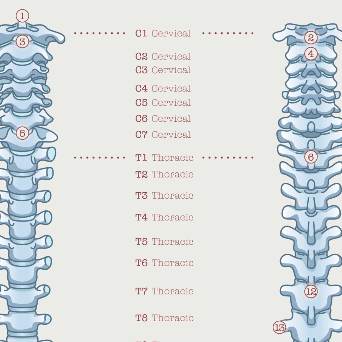 Anatomy of the spine with types of vertebrae and spinal nerves