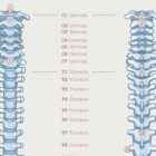 Anatomy of the Spine anatomy chart for clinics Anatomy of the Spine anatomy chart for clinics