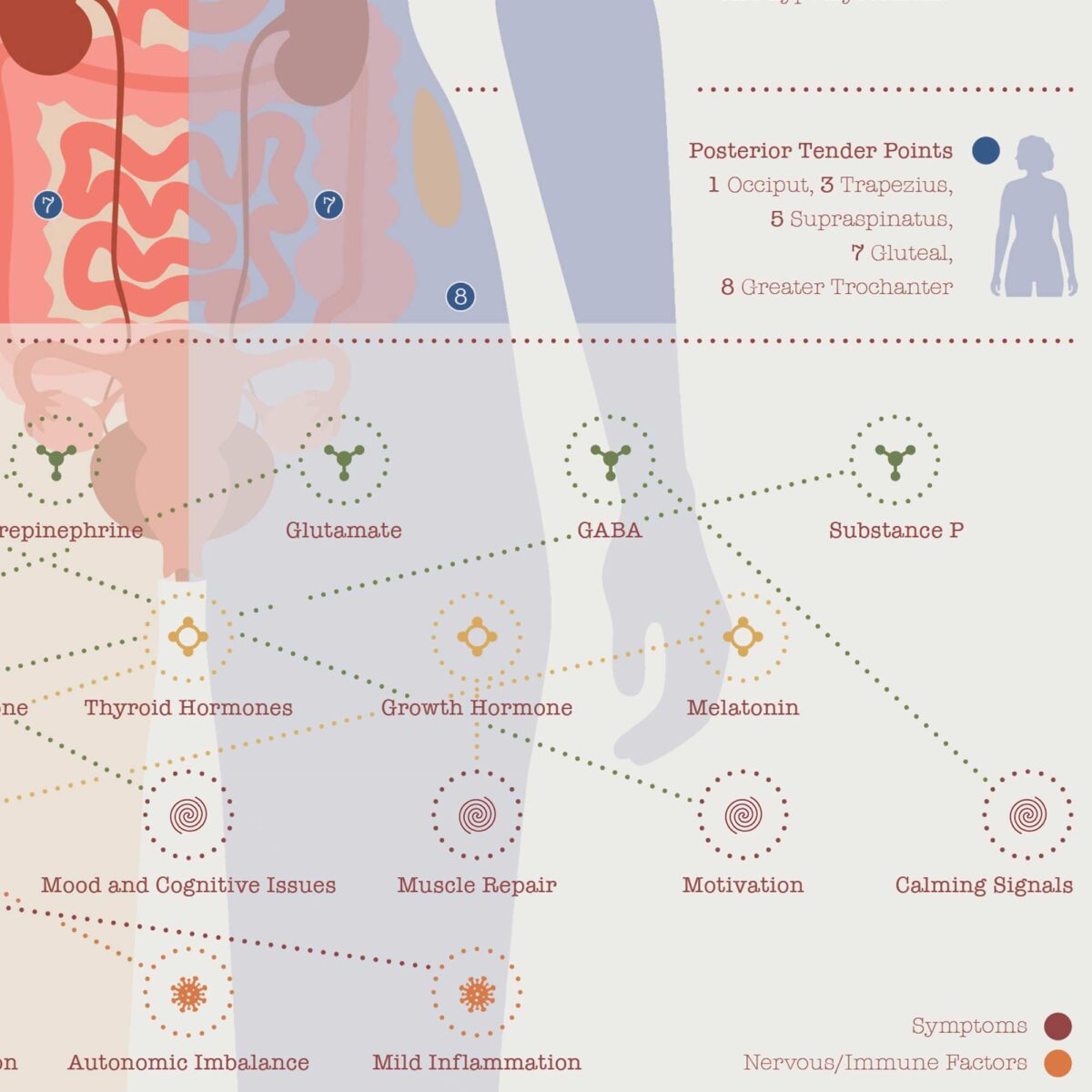 Fibromyalgie avec Connexions Hormonales et Nerveuses