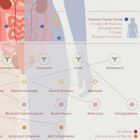 Fibromyalgia with Hormonal and Nervous System Connections anatomy chart for clinics Fibromyalgia with Hormonal and Nervous System Connections anatomy chart for clinics