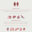 Our Physiological Levels anatomy chart for clinics