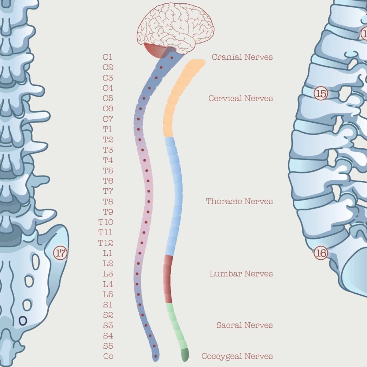 Anatomy of the spine with types of vertebrae and spinal nerves