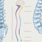 Anatomy of the Spine anatomy chart for clinics Anatomy of the Spine anatomy chart for clinics