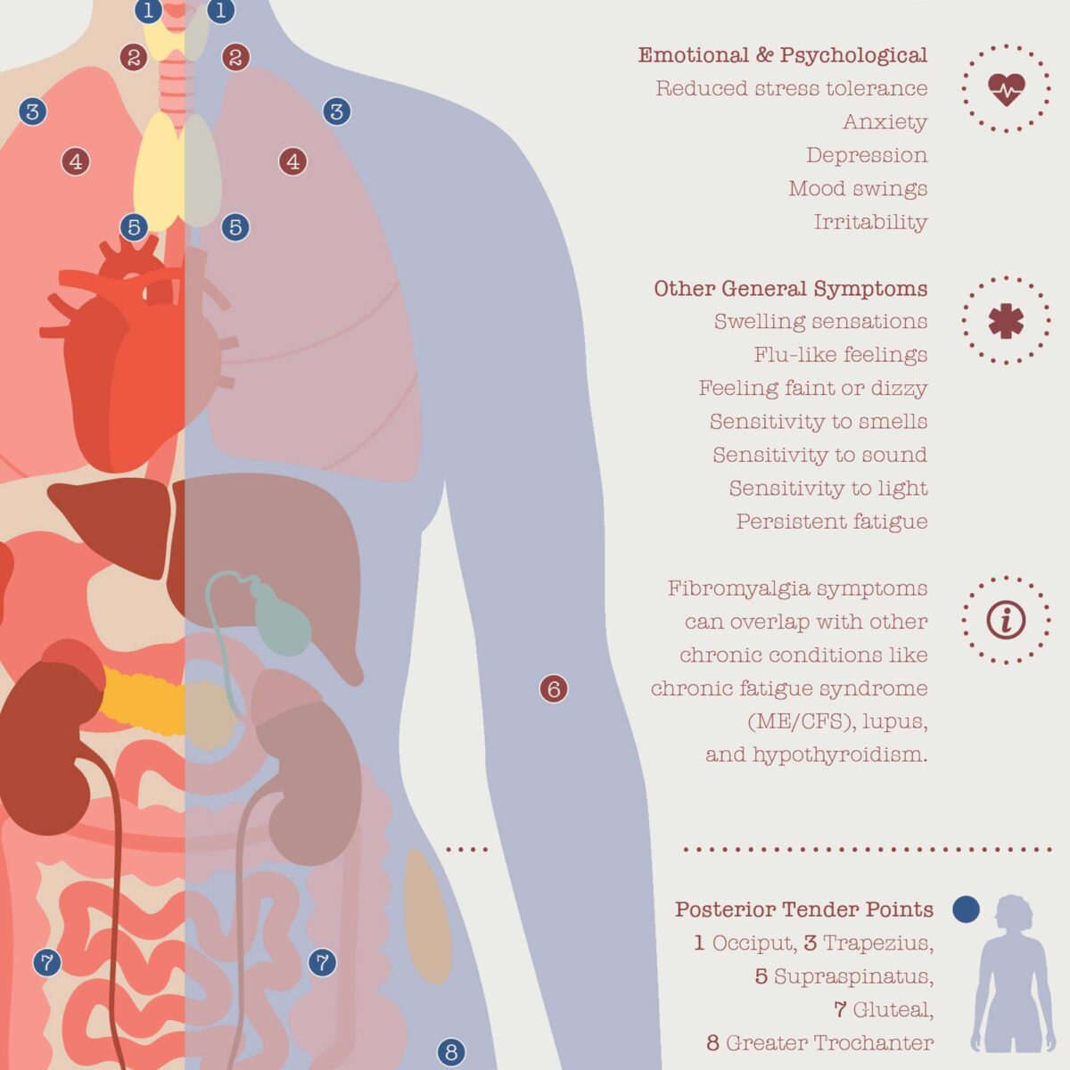Fibromyalgie avec Connexions Hormonales et Nerveuses