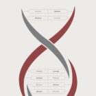DNA Chemistry and Sex Chromosomes anatomy chart for clinics DNA Chemistry and Sex Chromosomes anatomy chart for clinics