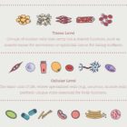 Our Physiological Levels anatomy chart for clinics