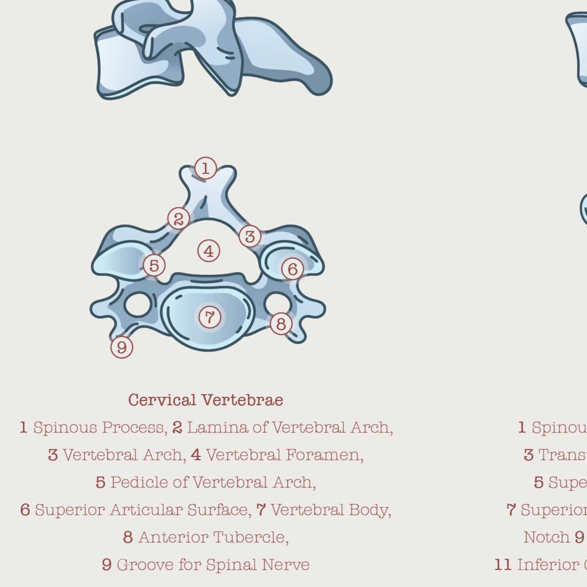 Anatomy of the spine with types of vertebrae and spinal nerves