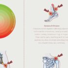Sports Injuries anatomy chart for clinics Sports Injuries anatomy chart for clinics