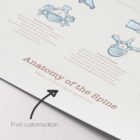 Anatomy of the Spine anatomy chart for clinics Anatomy of the Spine anatomy chart for clinics