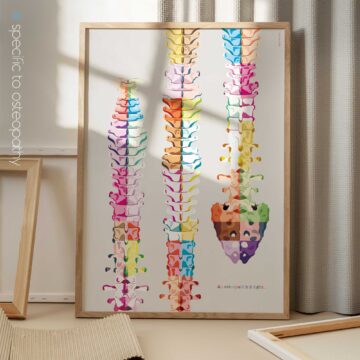 An osteopath's delight... Artwork for chiropractors from www.educare.design