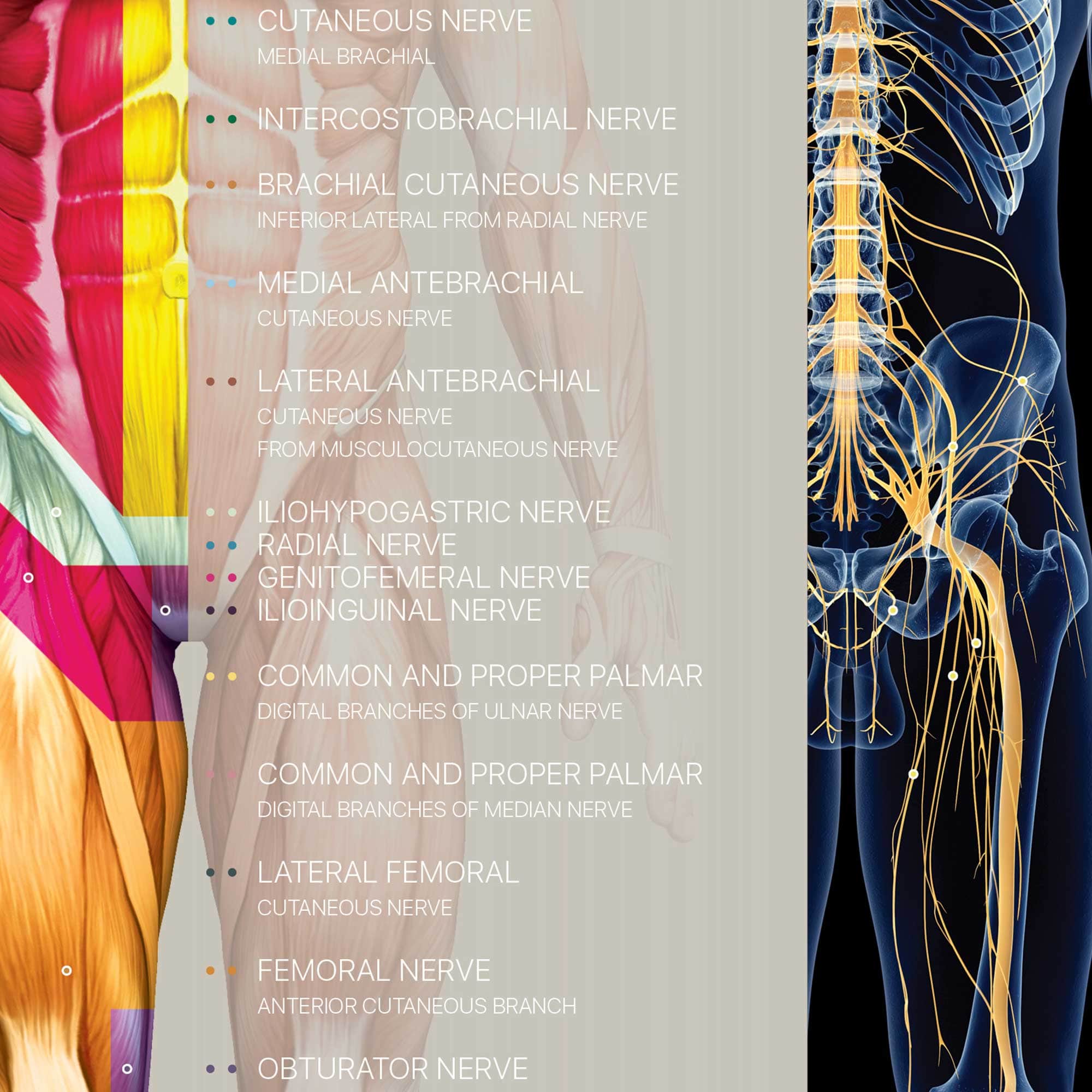 Spinal Nerves Chart